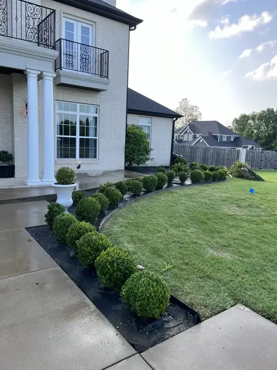Boxwood Walkway Front Yard Nwa